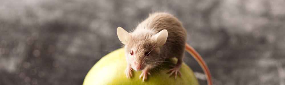 Mouse on Apple